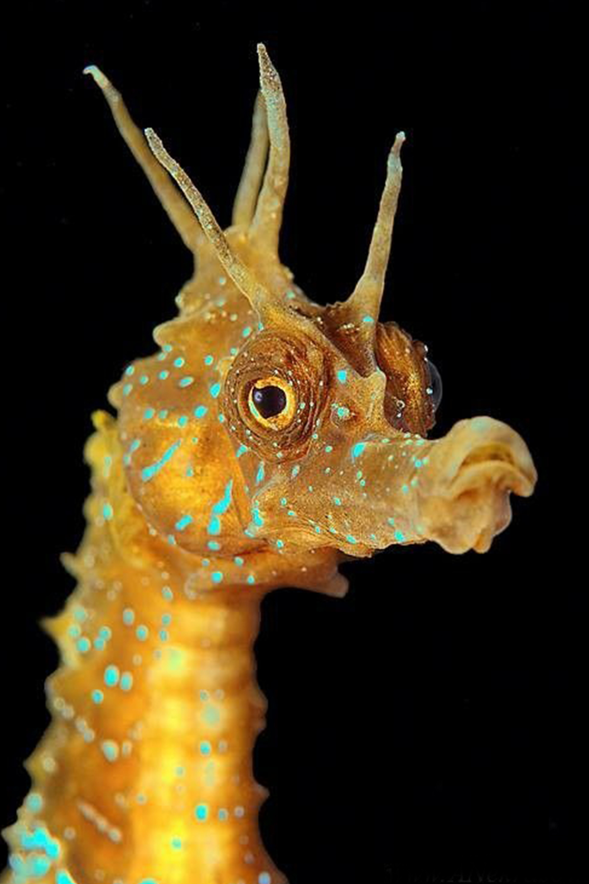 seahorse portrait by Andrey Nekrasov