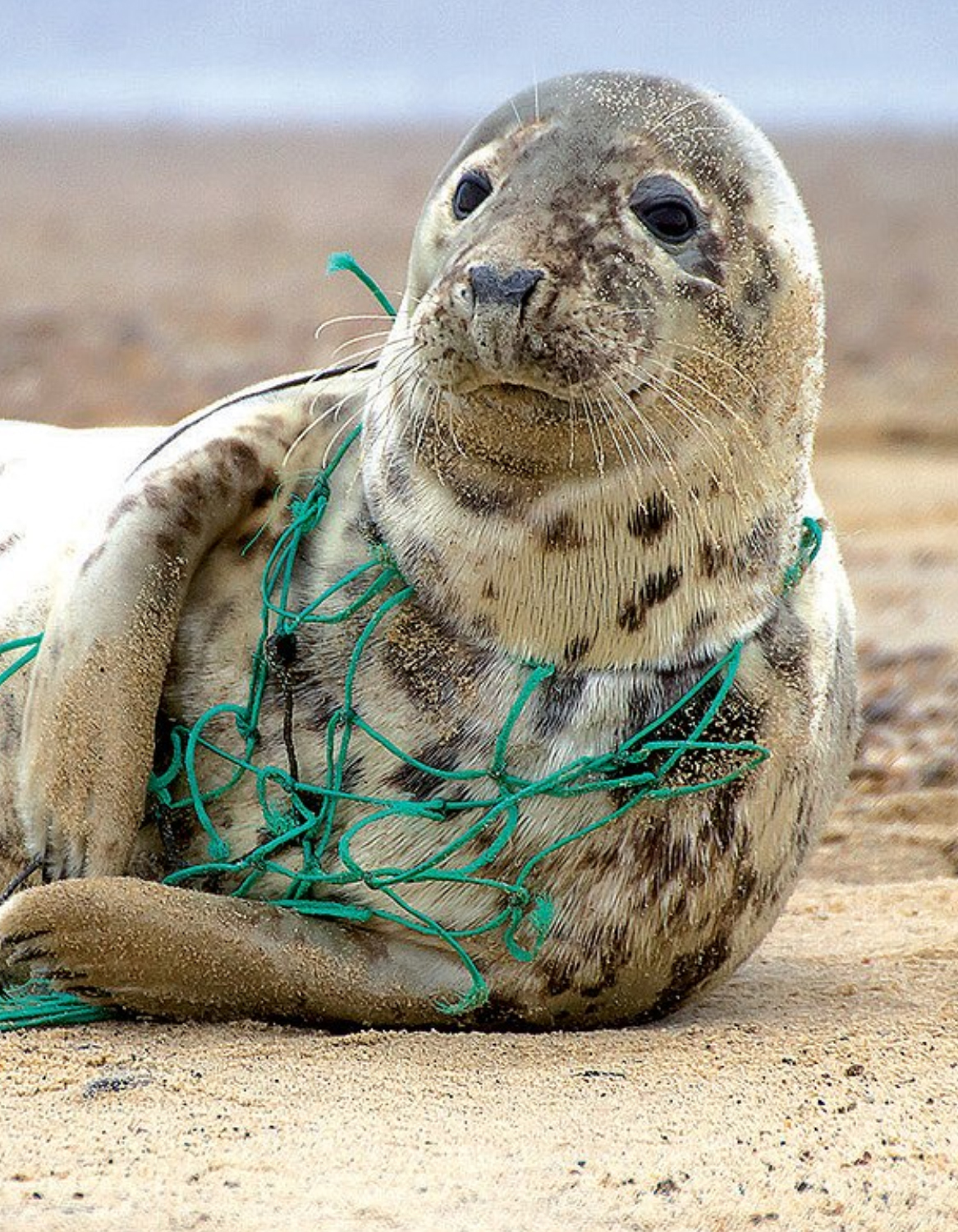 Seal_entangled_in_plastic_netting_vertical