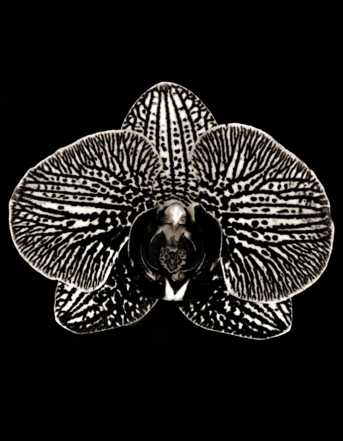 ORCHID JEWELRY INSPIRED BY NATURE