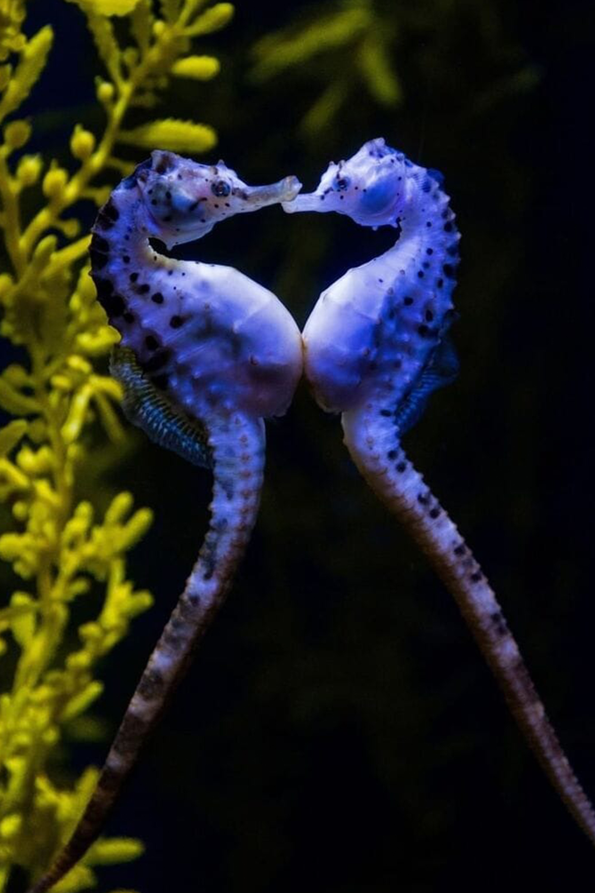 most beautiful seahorses