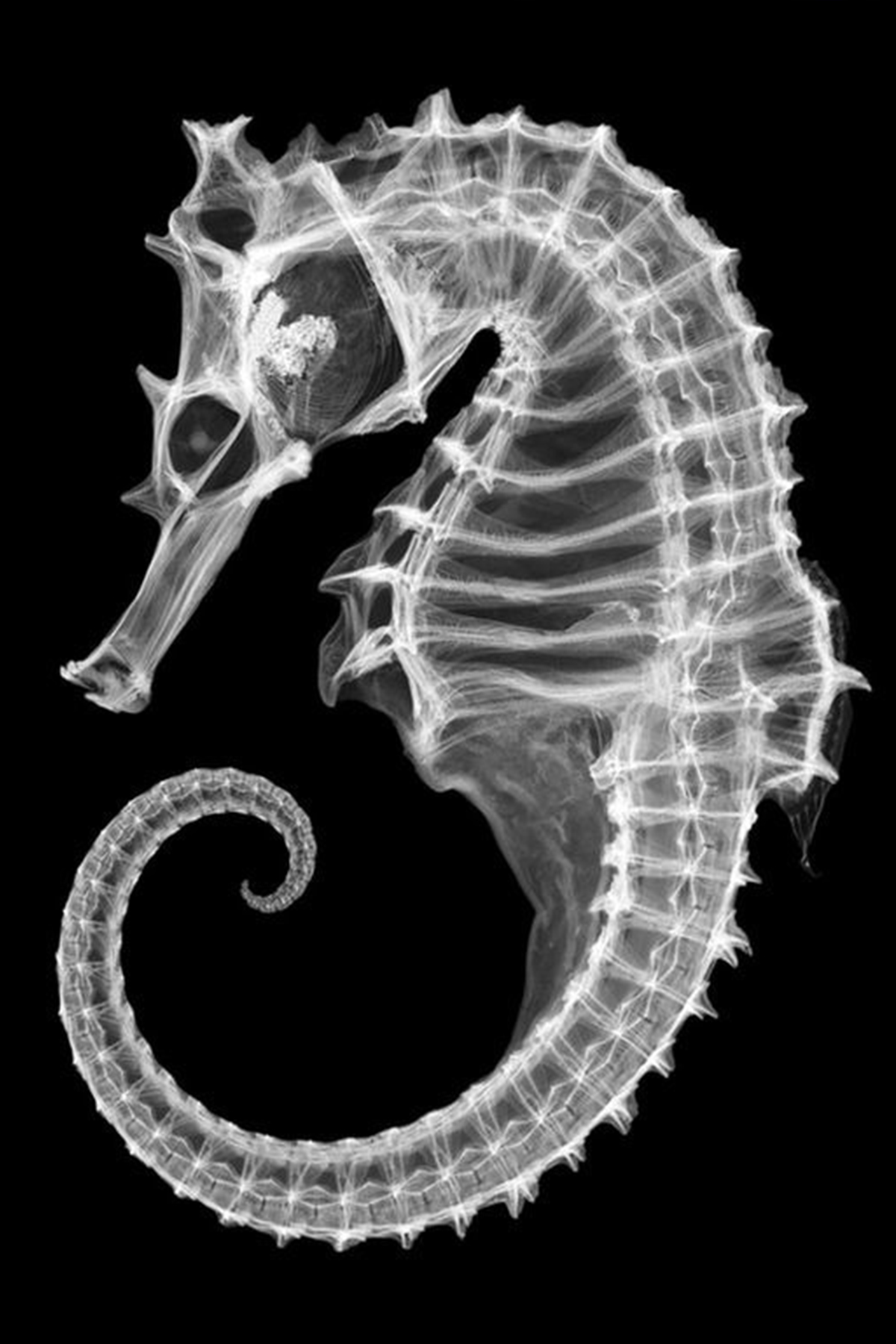 seahorse skeleton xray