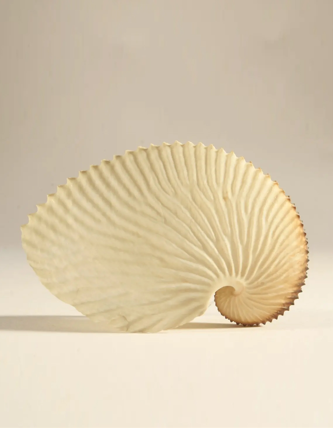 Argonaut Shell - Beautiful Structure Pattern by Nature, Floa Design Inspiration