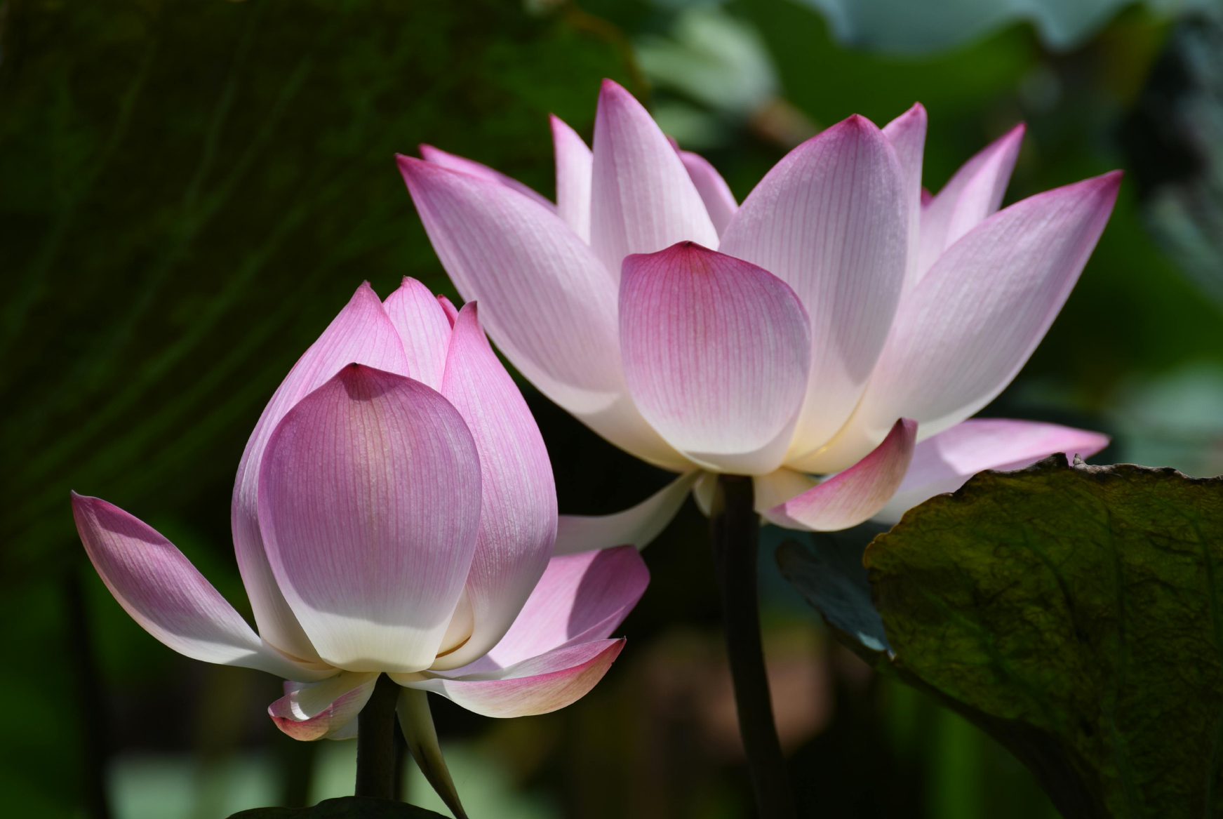 Close-up of blooming pink lotus flower silhouettes — the inspiration behind the Lotus Necklace design.