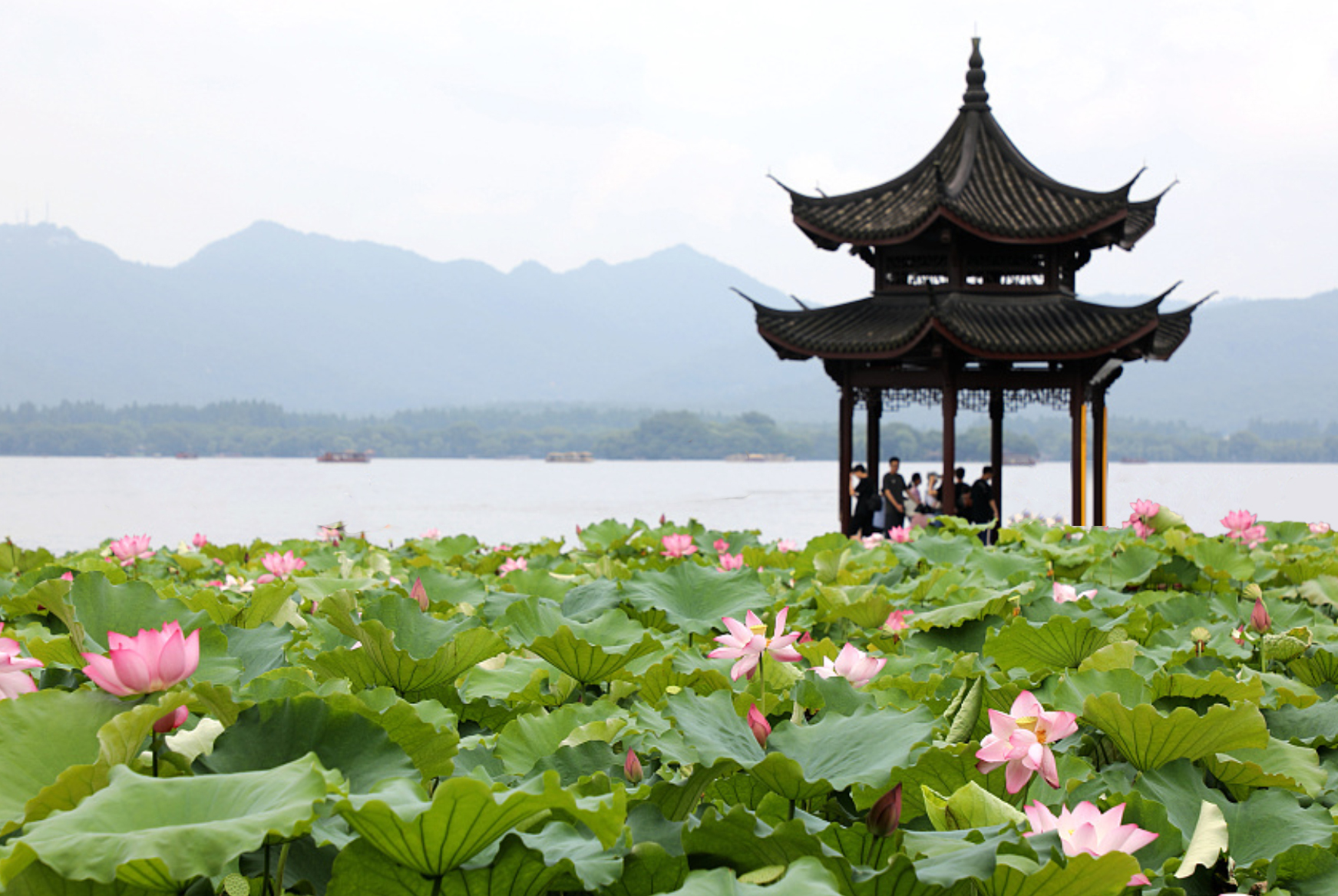 Lotus flowers in bloom near a traditional Chinese pavilion on a lake