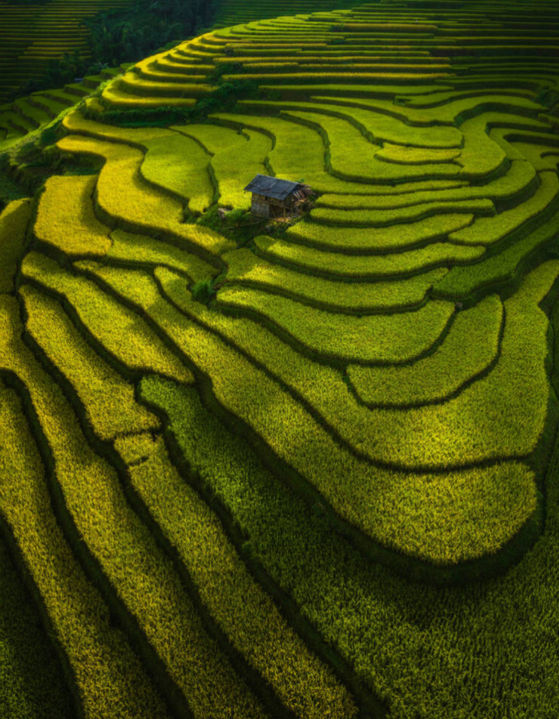 Rice Paddies - inspiration by Floa Design